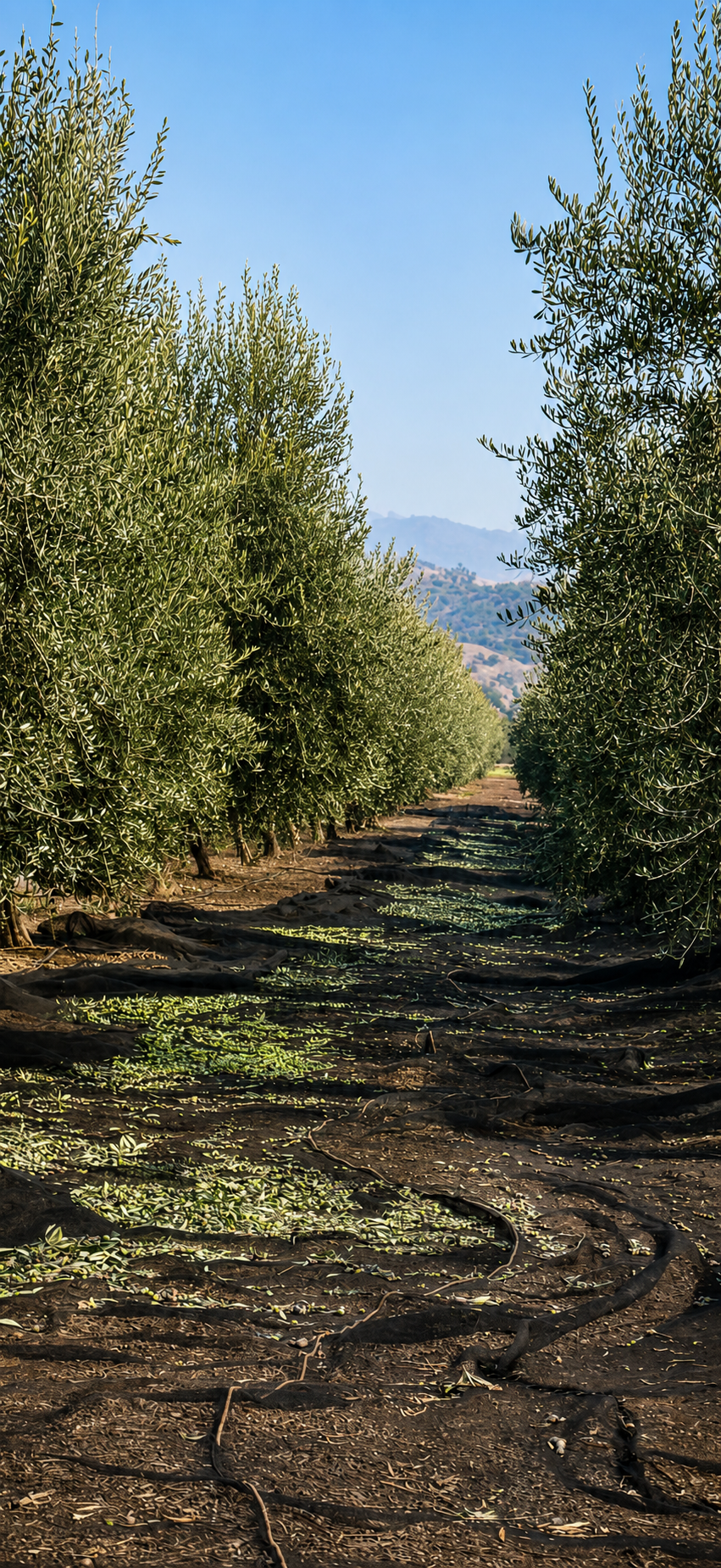 Exclusive Monovarietal Oils